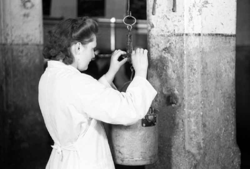 Laboratory assistant in a white coat weighs a bucket of milk in an publicly owned property animal breeding in Pillnitz in Dresden in the state Saxony on the territory of the former GDR, German Democratic Republic