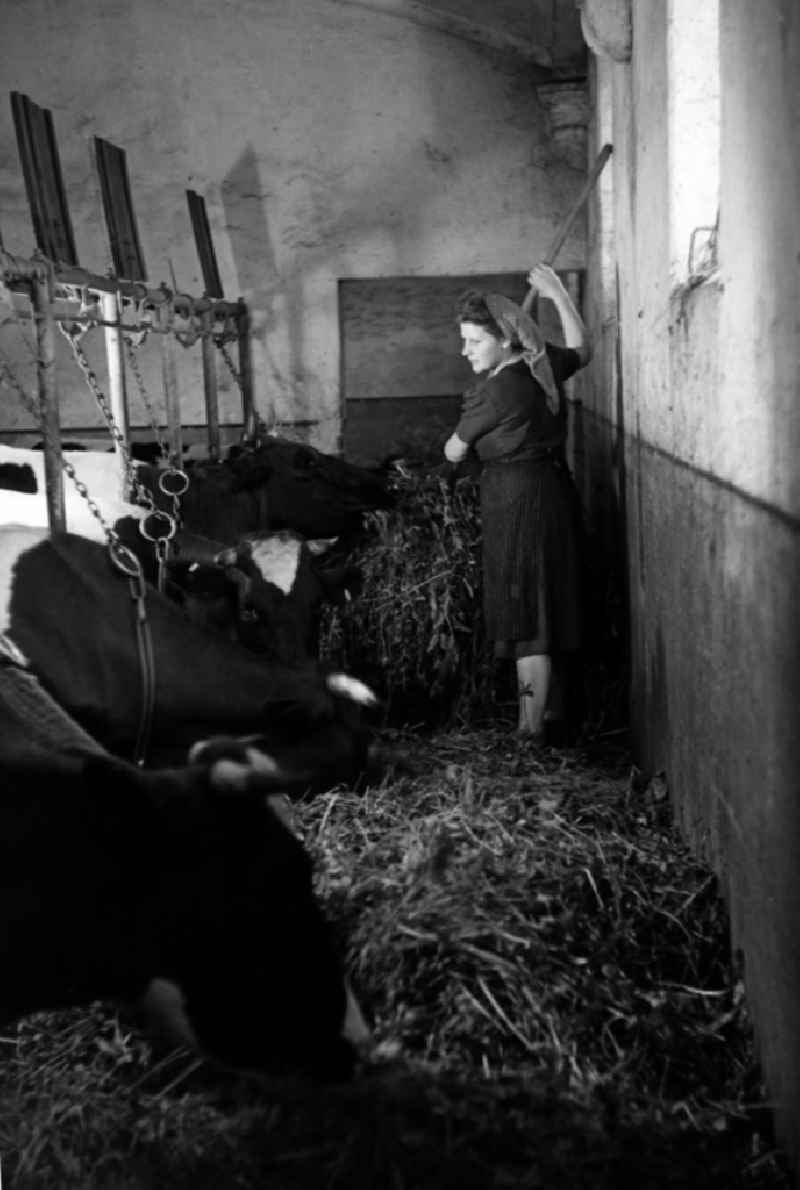 Woman with headscarf feeding hay to cows in the fence in the barn in an publicly owned property animal breeding in Pillnitz in Dresden in the state Saxony on the territory of the former GDR, German Democratic Republic