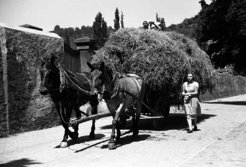 Woman steering a harvest cart pulled by horses in an publicly owned property animal breeding in Pillnitz in Dresden in the state Saxony on the territory of the former GDR, German Democratic Republic