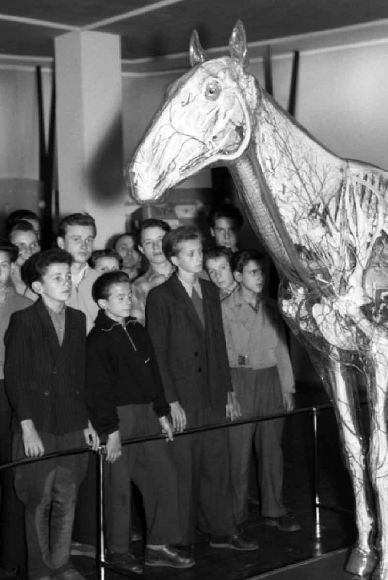 School class visit the Glass Horse in the German Hygiene Museum in Dresden in the state Saxony on the territory of the former GDR, German Democratic Republic. The Glass Horse was developed under the direction of Prof. Dr. med. vet. habil. Erich Schwarze