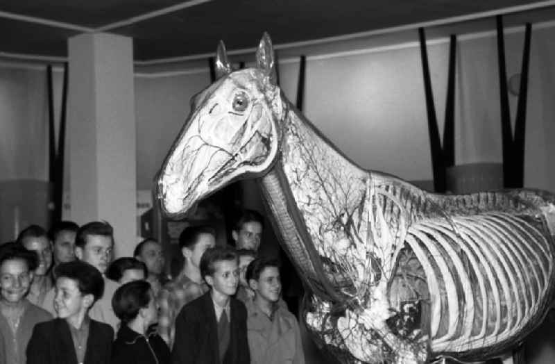 School class visit the Glass Horse in the German Hygiene Museum in Dresden in the state Saxony on the territory of the former GDR, German Democratic Republic. The Glass Horse was developed under the direction of Prof. Dr. med. vet. habil. Erich Schwarze