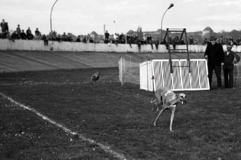 Greyhound racing on the former Johannstadt cycle track in Dresden in the state Saxony on the territory of the former GDR, German Democratic Republic