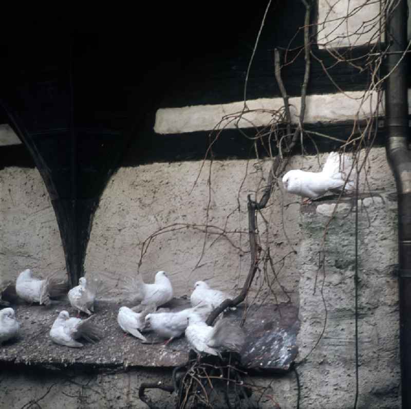 Tauben sitzen auf einem Ruheplatz auf dem Burghof der Wartburg in Eisenach. Der Legende nach wurde die Wartburg im Jahre 1067 von Graf Ludwig dem Springer gegründet, erstmals erwähnt wurde sie im Jahre 108
