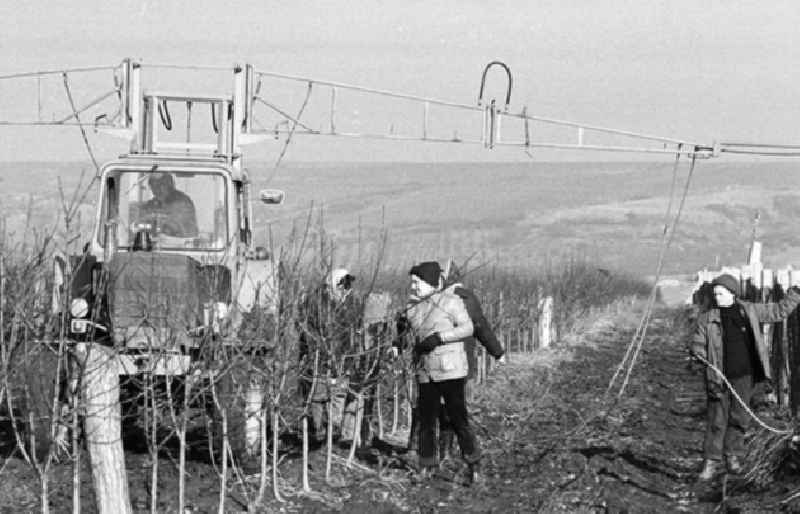 01.02.1982
Pneumatischer Obstbaumschnitt der VEG Eisleben

Umschlagnr.: 10