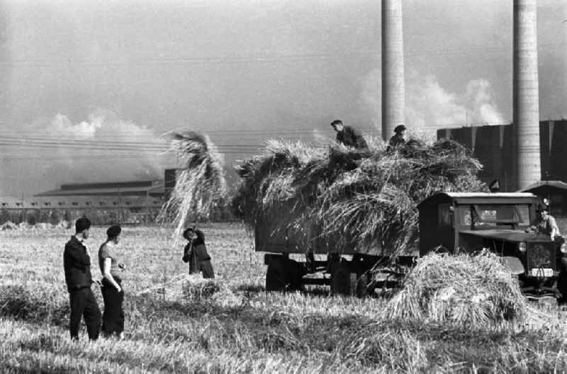 Junge Männer bei der Getreideernte auf einem Feld bei Espenhain. Doch die ländliche Idylle trügt: Espenhain galt vor allem aufgrund des 1942 errichteten und in den 50er Jahren weiter ausgebauten Braunkohlekraftwerkes Espenhain als dreckigste Stadt in der DDR. 199