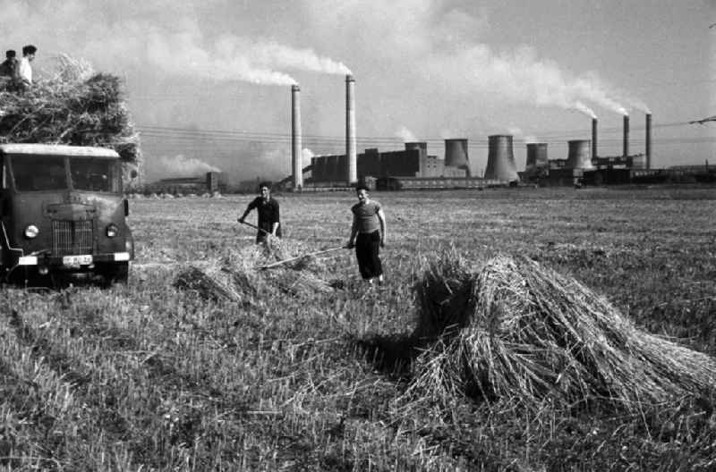 Junge Männer bei der Getreideernte auf einem Feld bei Espenhain. Doch die ländliche Idylle trügt: Espenhain galt vor allem aufgrund des 1942 errichteten und in den 50er Jahren weiter ausgebauten Braunkohlekraftwerkes Espenhain als dreckigste Stadt in der DDR. 199
