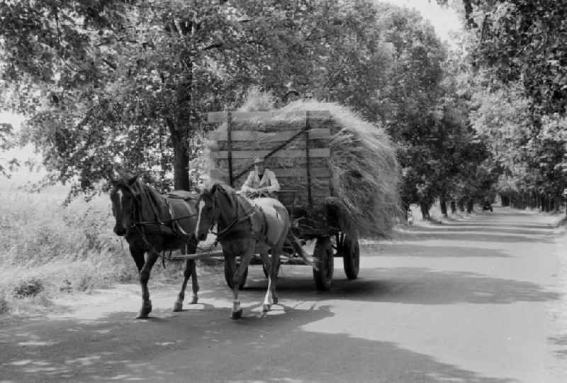 Hay transport with a wagon on a country road in Fahrland in the state Brandenburg on the territory of the former GDR, German Democratic Republic