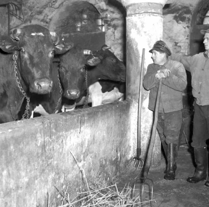 Milk production work on a farm on street Dorfstrasse in Fienstedt in the state Saxony-Anhalt on the territory of the former GDR, German Democratic Republic