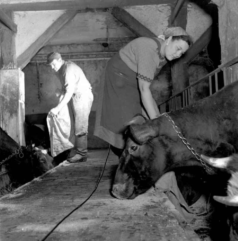 Milk production work on a farm on street Dorfstrasse in Fienstedt in the state Saxony-Anhalt on the territory of the former GDR, German Democratic Republic