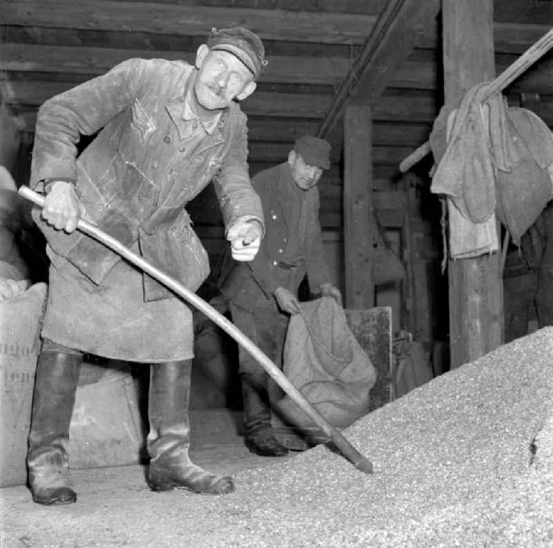 Agricultural work on a farm and farm with farmers working on livestock farming in the LPG agricultural production cooperative in Fienstedt, Saxony-Anhalt on the territory of the former GDR, German Democratic Republic