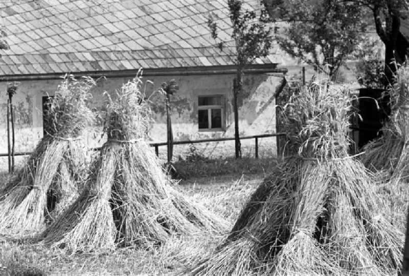 Getreidegarben stehen vor einem Haus in einem Dorf in der Nähe von Freiberg im Erzgebirge.