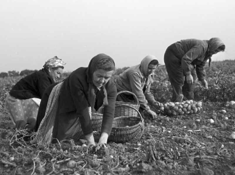 Frauen bei der Kartoffelernte auf einem Feld in der Nähe von Freyburg.