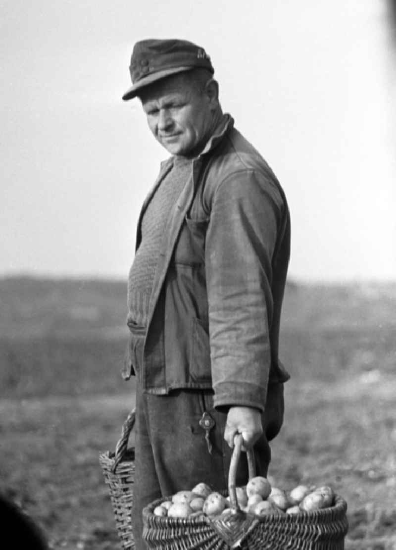 Porträt eines Bauern bei der Kartoffelernte auf einem Feld in der Nähe von Freyburg.