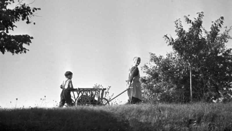 Eine Frau und eine Junge haben mit einem Leiterwagen das Mittagessen zu den hungrigen Bauern und Bäuerinnen auf das Feld gebracht, aufgenommen 196