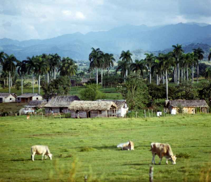 Kühe weiden auf einer Wiese, im Hintergrund Blick auf die Sierra Maestra ('Hauptgebirge') im Osten von Kuba.