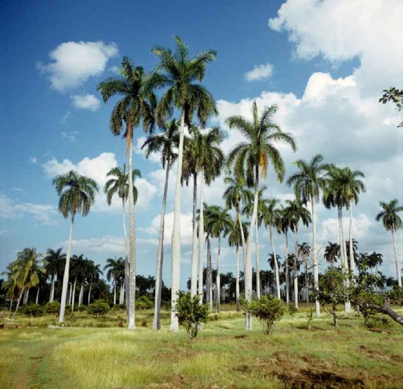 Palmen in der Nähe von Gibara in Kuba.