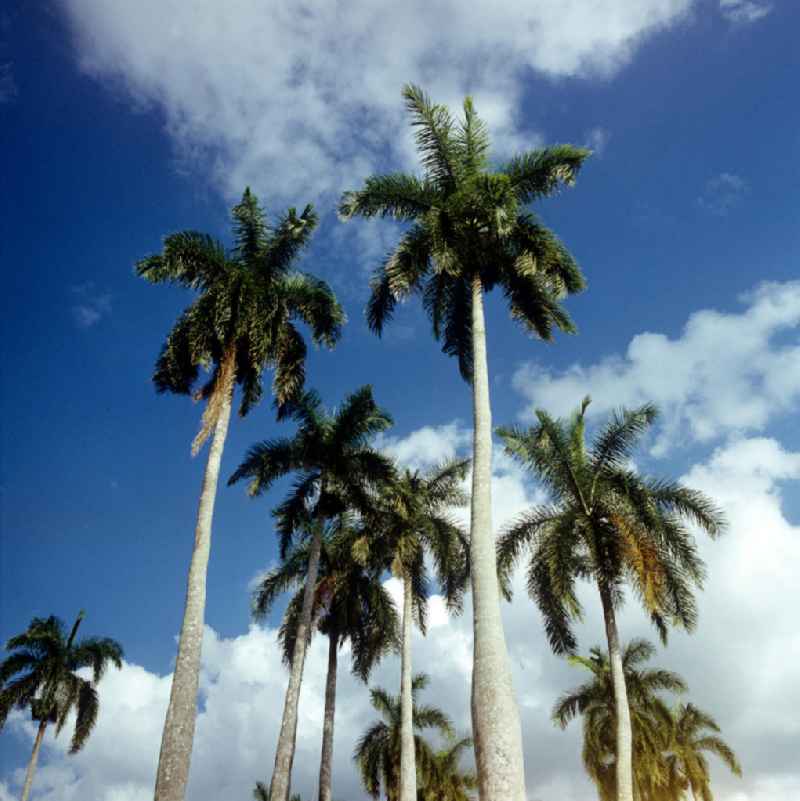 Palmen in der Nähe von Gibara in Kuba.