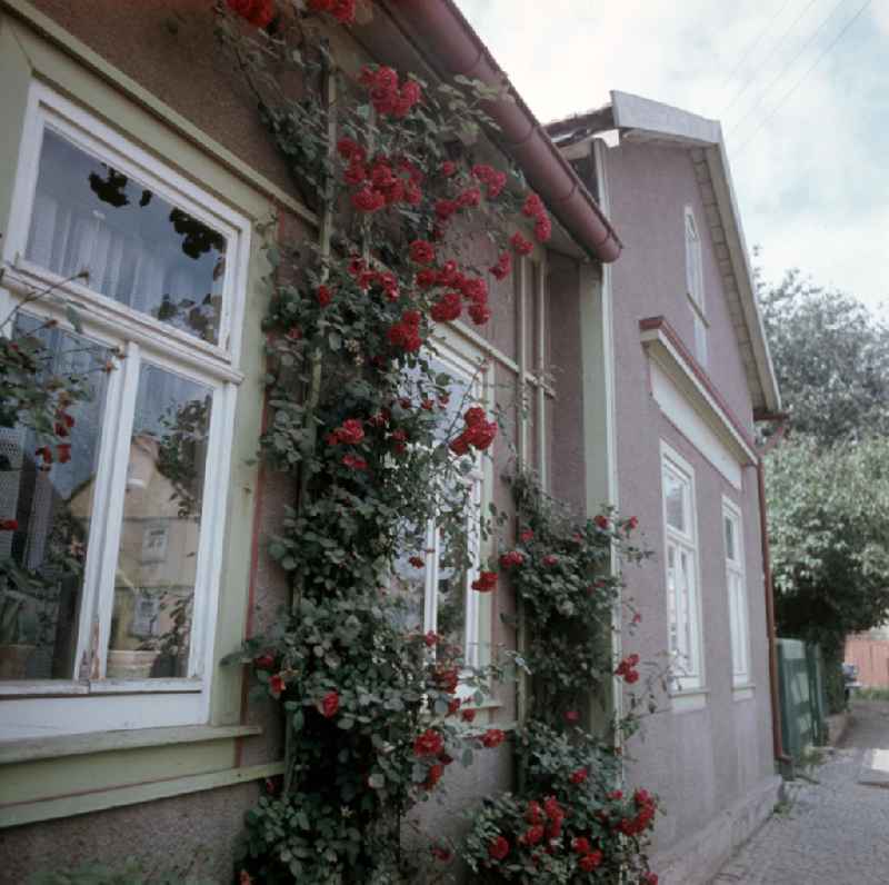 Ein mit Rosen bewachsenes Haus in Gotha.