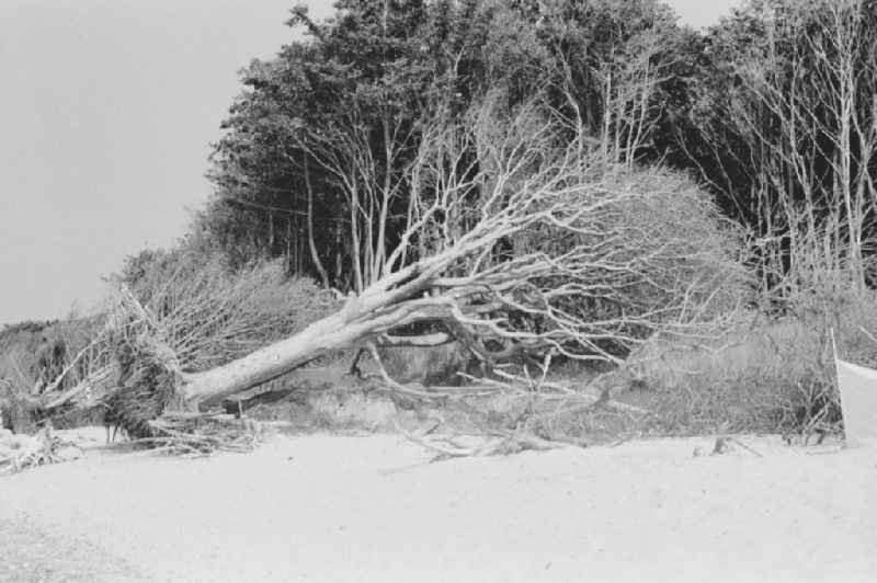 Sandy beach of the Baltic Sea with trees uprooted by waves and wind in Graal-Mueritz, Mecklenburg-Western Pomerania in the area of the former GDR, German Democratic Republic