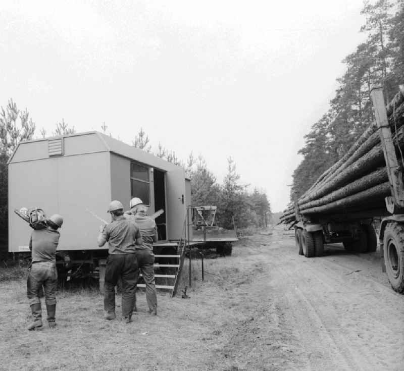 Forests and forestry workers during felling of pines in the forest in Gruenheide (Mark) in present-day state of Brandenburg