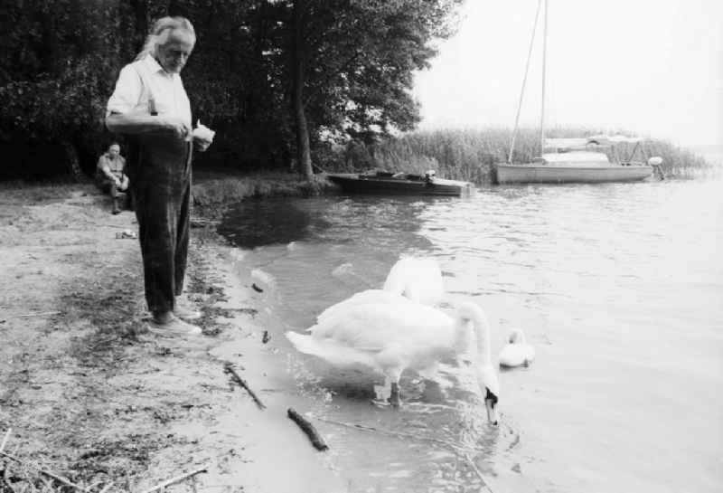 A man feeds a swan pair in the Stoeritzsee in Gruenheide (mark) in the federal state Brandenburg in the area of the former GDR, German democratic republic