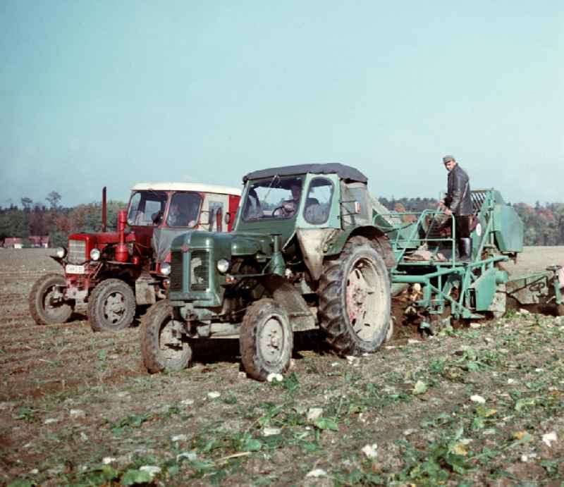 Bauern bei der Rübenernte mit einem Rübenroder auf einem Feld der LPG Groß Behnitz.