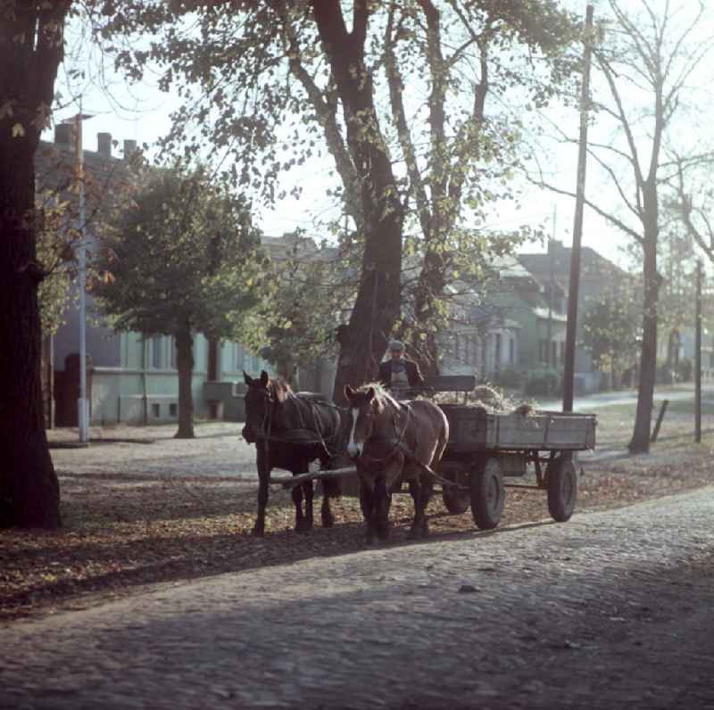 Ein Pferdegespann fährt über die Hauptstraße von Groß Behnitz.