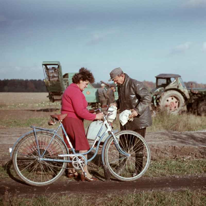 Eine Frau bringt den Bauern bei der Rübenernte das Mittagessen auf ein Feld der LPG Groß Behnitz.