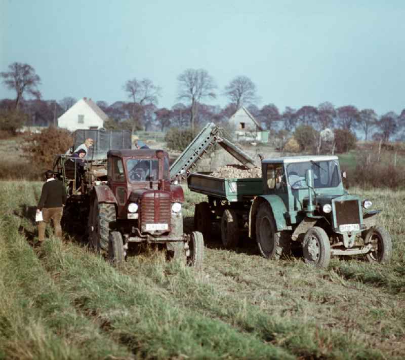 Bauern und Bäuerinnen bei der Rübenernte mit einem Rübenroder auf einem Feld der LPG Groß Behnitz.