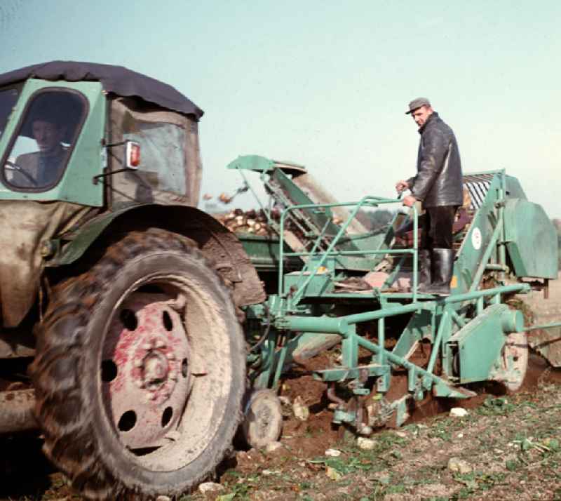 Bauern bei der Rübenernte mit einem Rübenroder auf einem Feld der LPG Groß Behnitz.