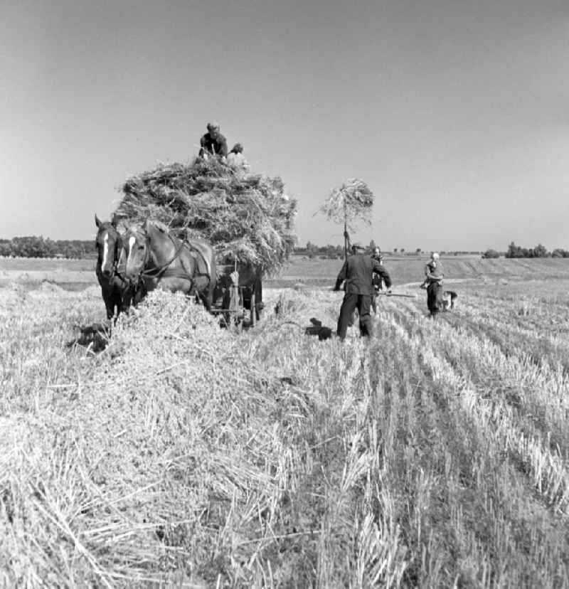 Farmers for straw and hay harvest on agricultural fields and farmland in Gross Schwass in the state Mecklenburg-Western Pomerania on the territory of the former GDR, German Democratic Republic