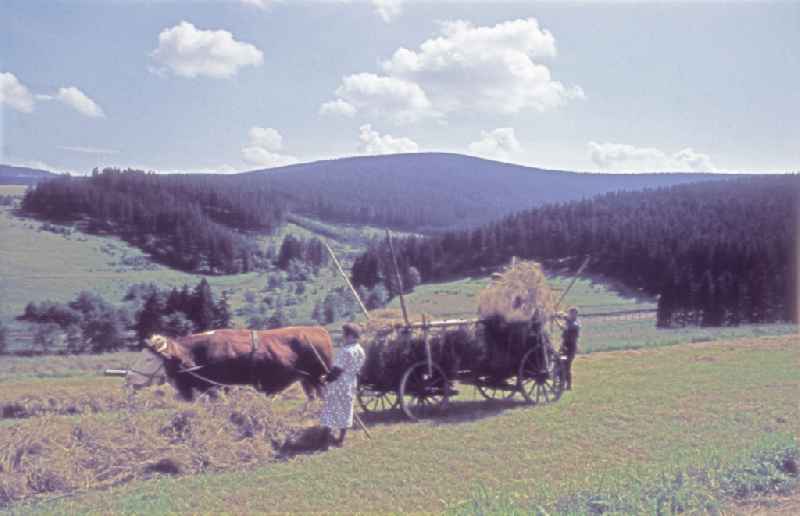 Farmers for straw and hay harvest on agricultural fields and farmland in Grossfahner in DDR