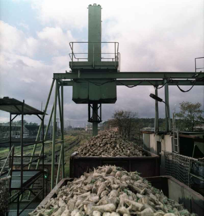 Zuckerrüben auf der Laderampe an der Rüben-Annahmestelle der VEB / Volkseigener Betrieb Fabrik Güstrow, heute im Besitz der Nordzucker AG, per Schienentransport. Die Fabrik gehörte zu den modernsten und leistungsfähigsten Betrieb in der DDR. Die Inbetriebnahme erfolgte im Oktober 1962.