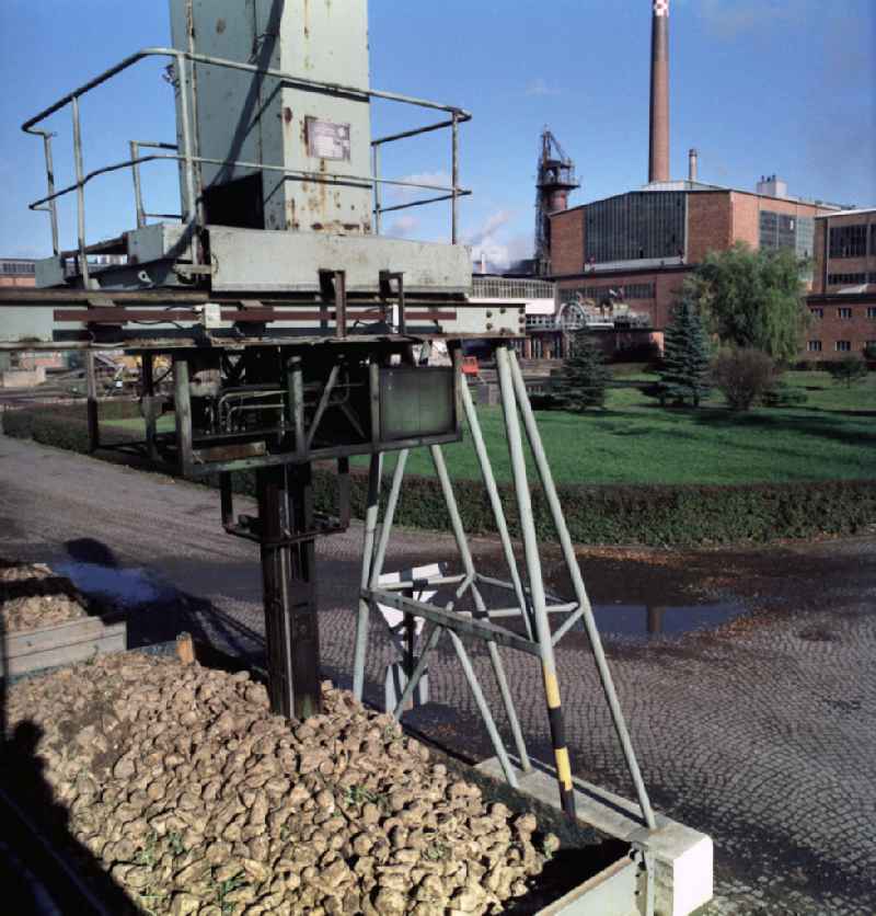 Zuckerrüben auf der Laderampe an der Rüben-Annahmestelle der VEB / Volkseigener Betrieb Fabrik Güstrow, heute im Besitz der Nordzucker AG. Die Fabrik gehörte zu den modernsten und leistungsfähigsten Betrieb in der DDR. Die Inbetriebnahme erfolgte im Oktober 1962.