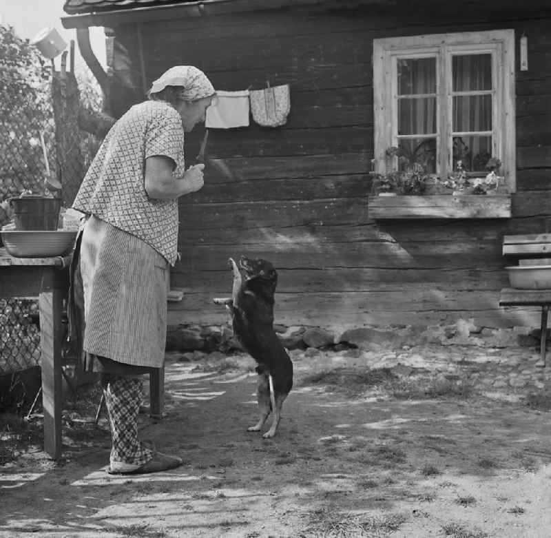 Building of an old historical farmhouse with a farmer's wife and her begging dog on two legs in Haide, Saxony on the territory of the former GDR, German Democratic Republic