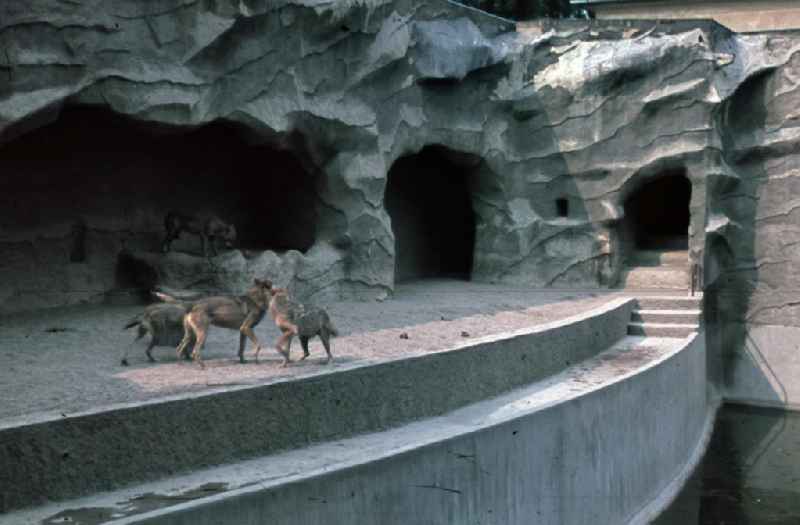 Wölfe im Gehege. Wolves in the enclosure.