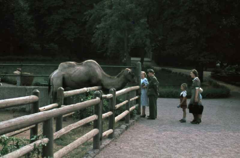 Besucher stehen vor dem Kamel-Gehege. Visitors stand in front of the camel enclosure.