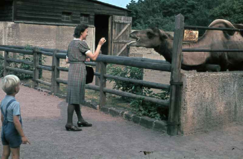 Besucher stehen vor dem Kamel-Gehege. Eine Frau füttert ein Kamel. Visitors stand in front of the camel enclosure. A woman feeds a camel.