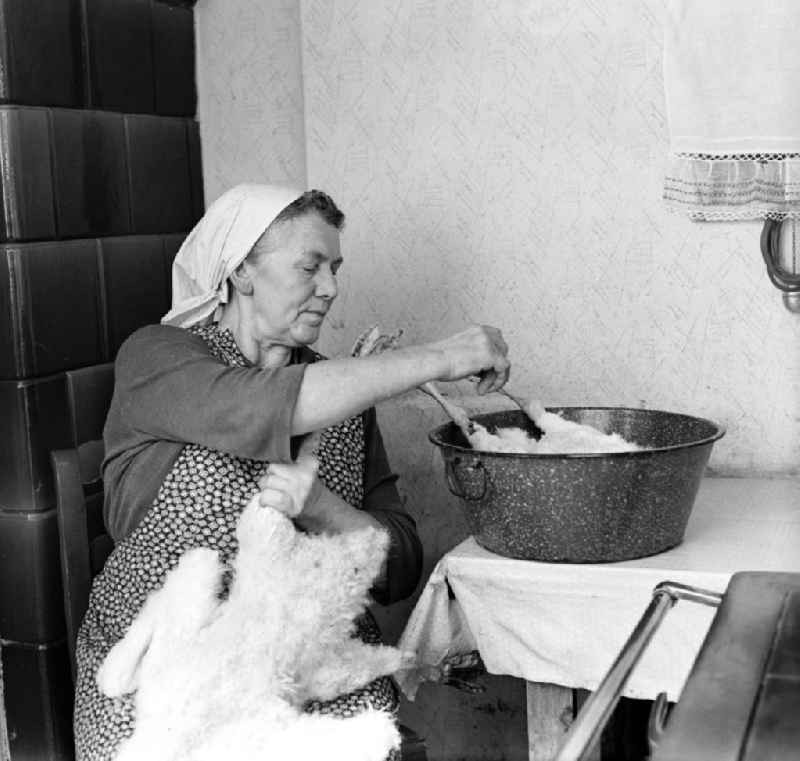 Die Frau des Schusters beim Gänse rupfen in der Küche ihres Hauses in Sparnberg, Kreis Schleiz.