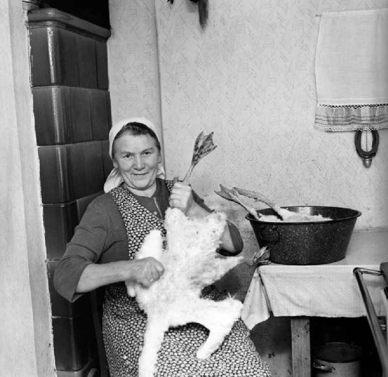 Die Frau des Schusters beim Gänse rupfen in der Küche ihres Hauses in Sparnberg, Kreis Schleiz.