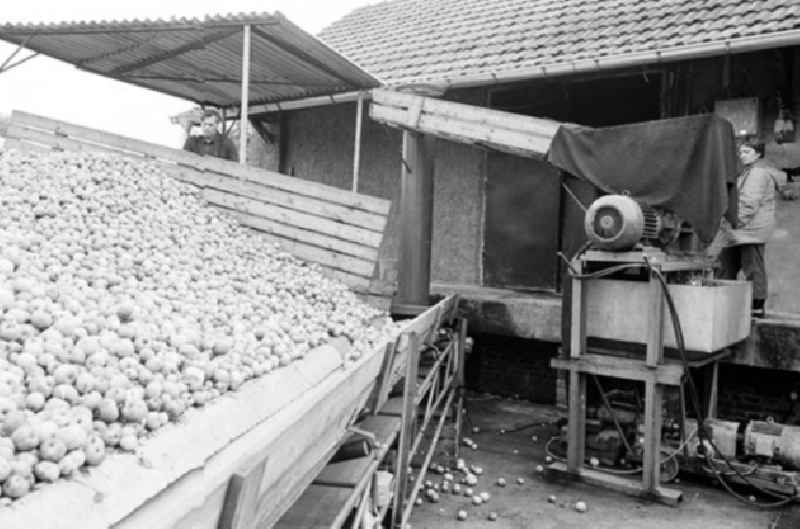 Produktion in der Mosterei der Bäuerlichen Handelsgesellschaft / BHG in Hohen Neuendorf (Brandenburg). Äpfel liegen vor der Mosterei auf Sammelstelle, Arbeiter drumherum.