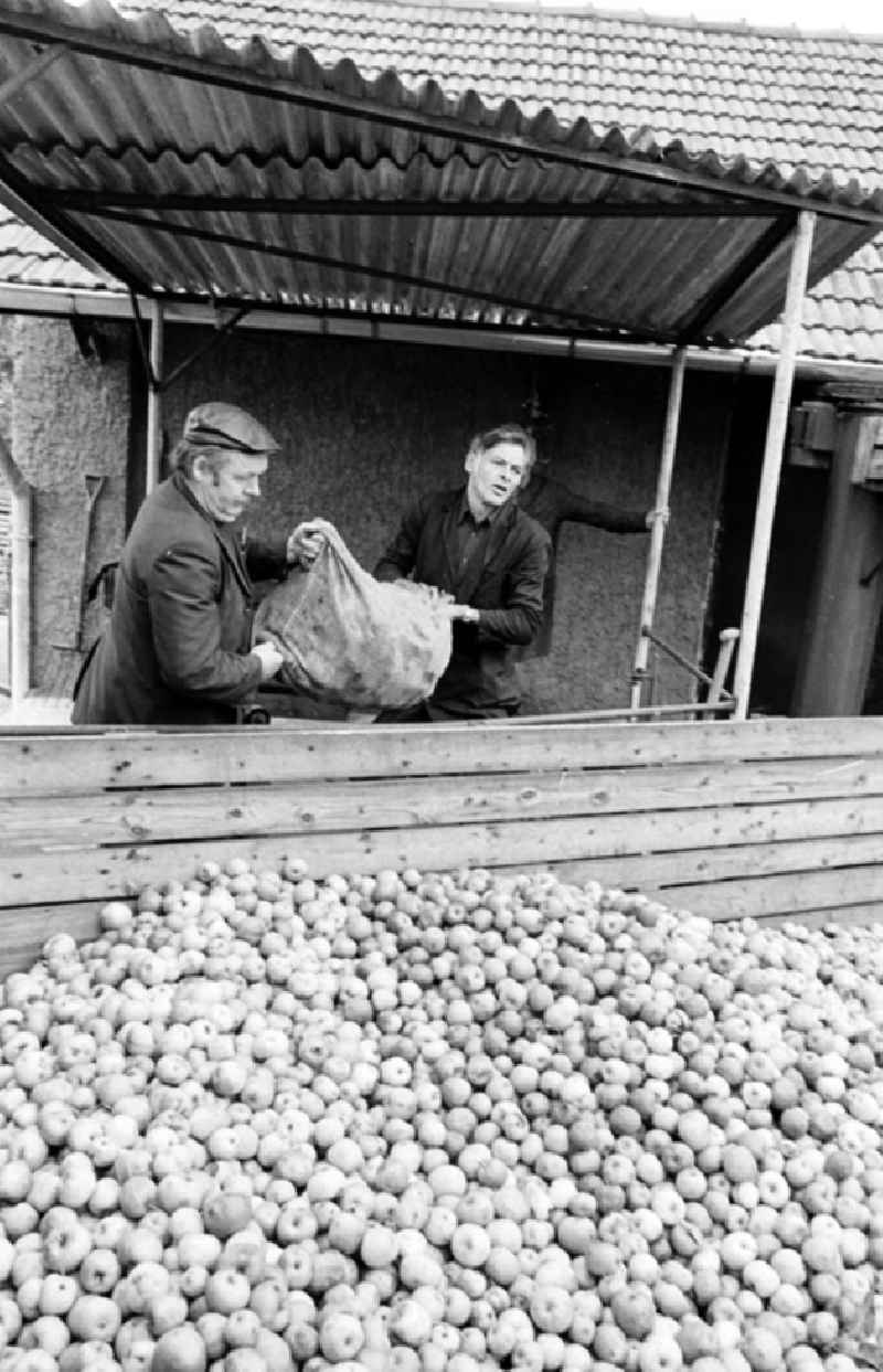 Produktion in der Mosterei der Bäuerlichen Handelsgesellschaft / BHG in Hohen Neuendorf (Brandenburg). Äpfel liegen vor der Mosterei auf Sammelstelle, Arbeiter leeren zusammen Sack mit Äpfeln.