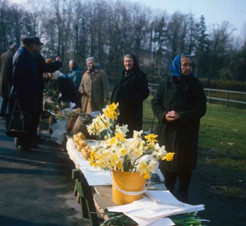 Older women selling home-grown flowers at a market in Hoppegarten in the state of Brandenburg on the territory of the former GDR, German Democratic Republic