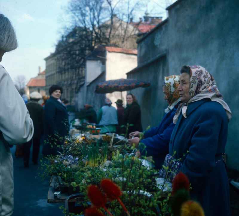 Older women selling home-grown flowers at a market in Hoppegarten in the state of Brandenburg on the territory of the former GDR, German Democratic Republic