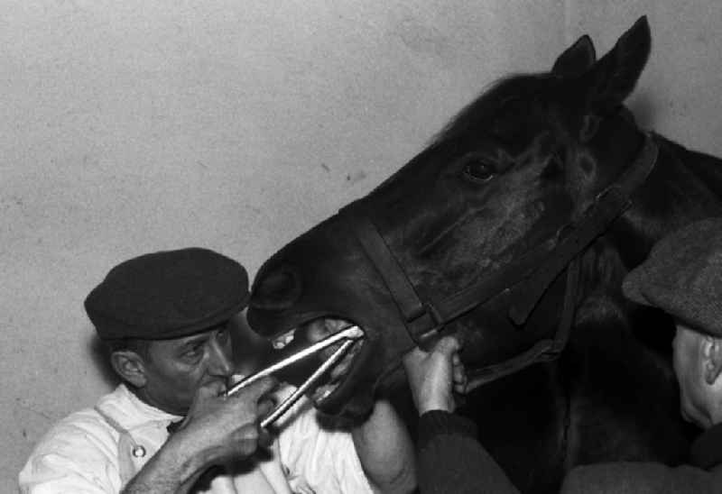 Veterinary surgeon treating the teeth of a horse in Hoppegarten in the state Brandenburg on the territory of the former GDR, German Democratic Republic