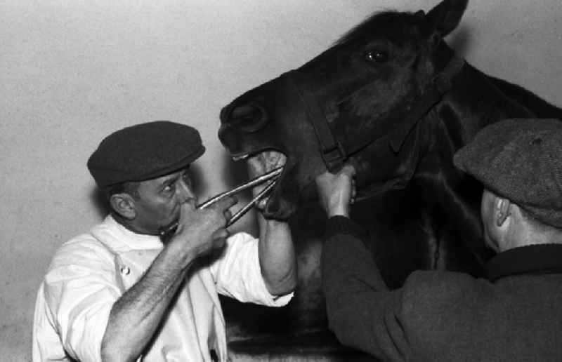 Veterinary surgeon treating the teeth of a horse in Hoppegarten in the state Brandenburg on the territory of the former GDR, German Democratic Republic