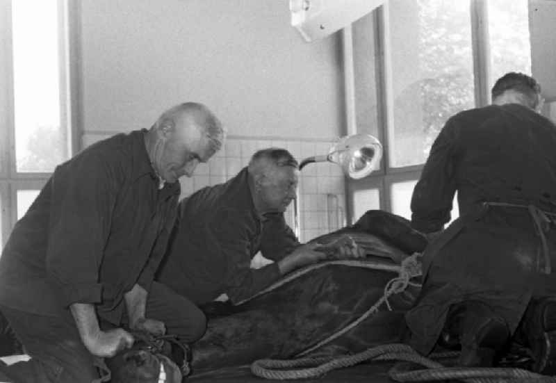Veterinary surgeon operating on a horse in Hoppegarten in the state Brandenburg on the territory of the former GDR, German Democratic Republic