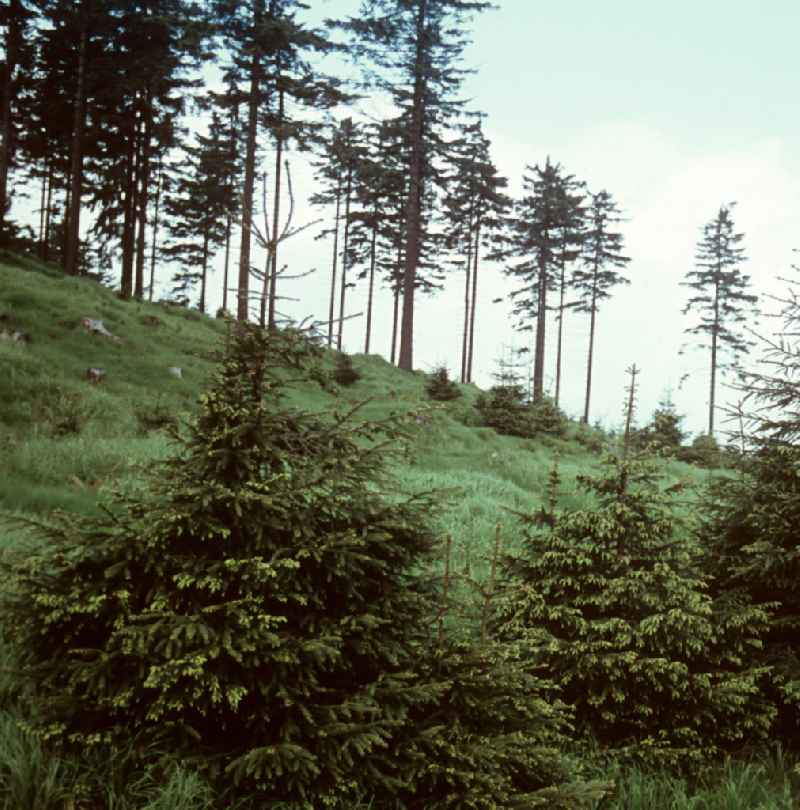 Rennsteig zwischen Oberhof und Schmücke im Thüringer Wald. Der Thüringer Wald mit seinen Wander- und Erholungsmöglichkeiten war ein beliebtes Urlaubsziel in der DDR.