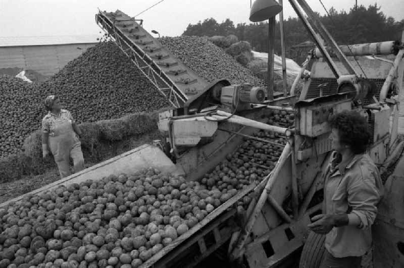 Potato harvest in a field der LPG Jerichow in Jerichow in the state Saxony-Anhalt on the territory of the former GDR, German Democratic Republic