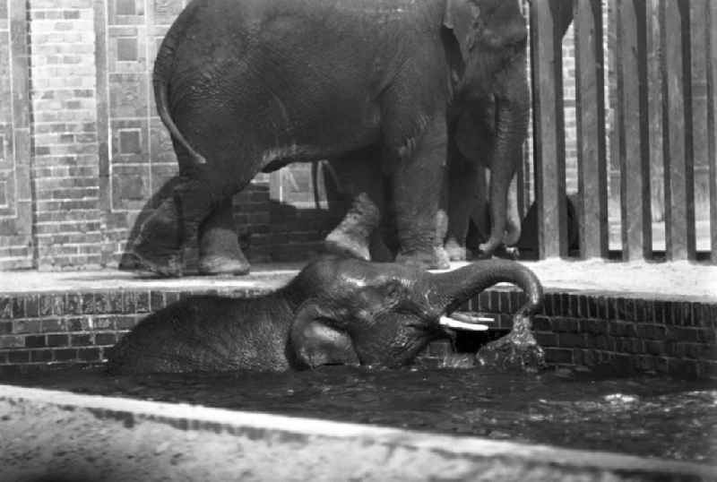 Ein Elefantenkind genießt im Schwimmbecken im Elefantenhaus im Leipziger Zoologischen Garten ein frisches Bad.